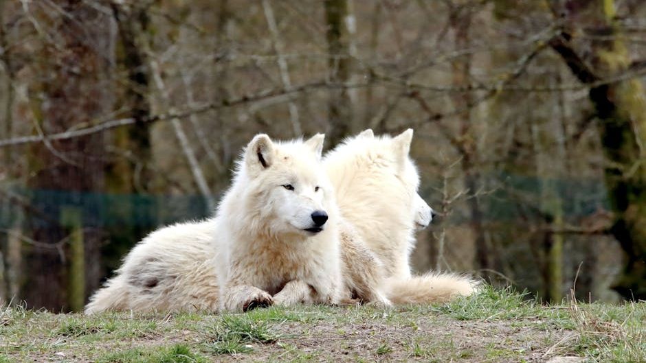 10 Rare Wildlife Species Making a Comeback in America