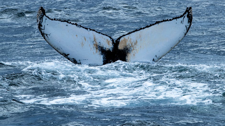 Say No to Japan’s Commercial Whaling Programme