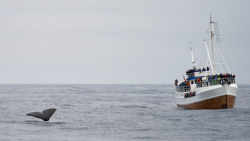 🚨Whales Killed For Profit As Japan Continues Commercial Whaling Despite Global Outrage