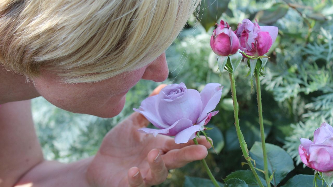 Women’s sense of smell is roughly 50% more sensitive than men’s on average, and the gap widens during pregnancy to a degree that some evolutionary biologists think is a defence mechanism for the fetus