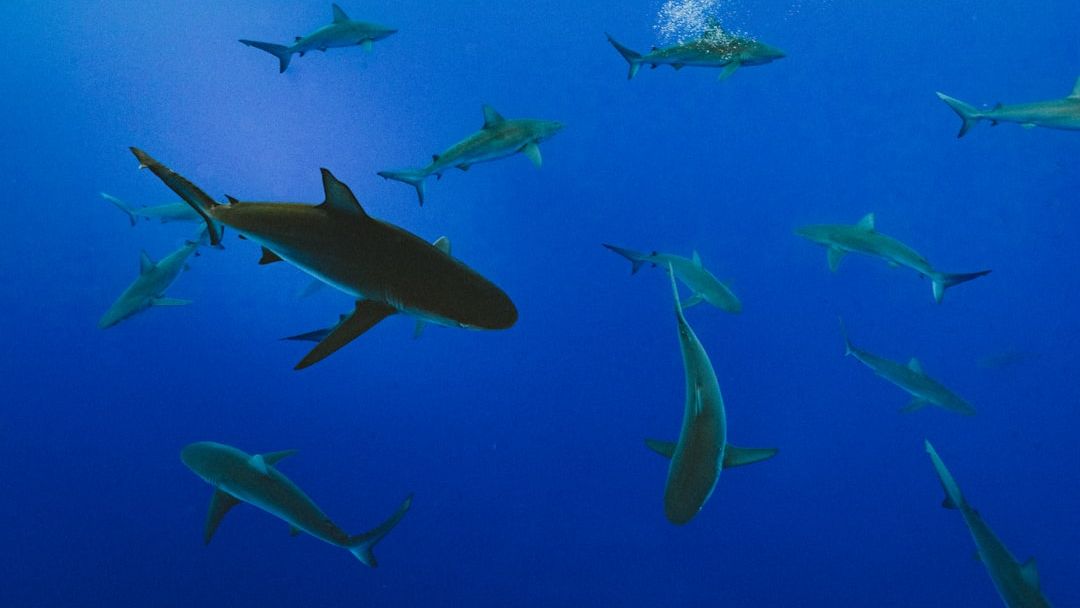 What Ocean Predator Mirrors Your Zodiac Sign’s Personality?