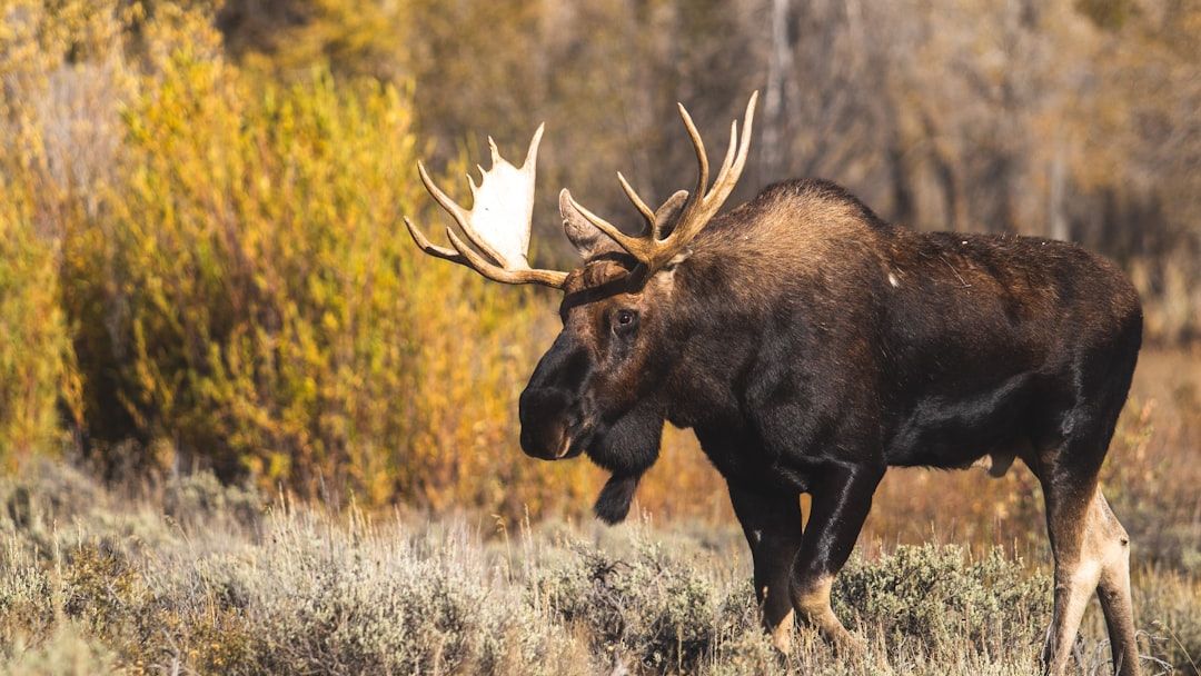 What To Do If You See a Moose Charging at You in Alaska