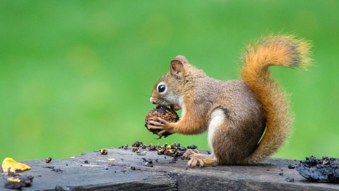 8 Interesting Facts About Squirrels Not Everyone Knows