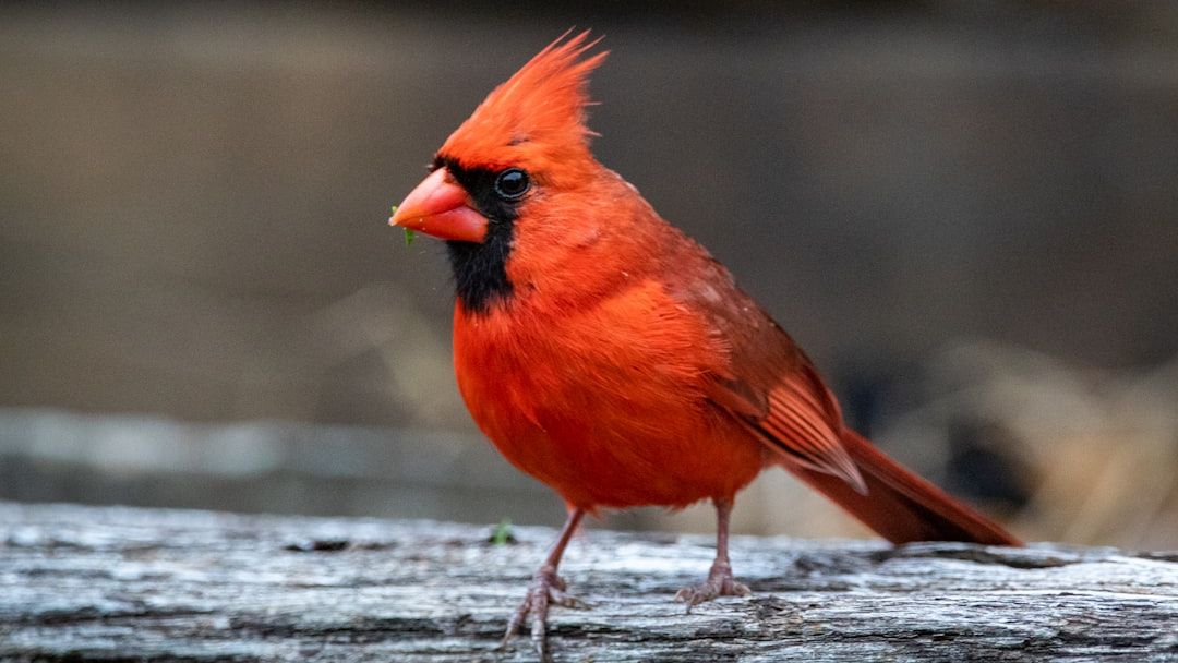 12 Fascinating Facts About Cardinals Most People Never Notice