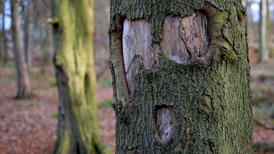 Why the Human Brain Hallucinates Faces in Empty Spaces