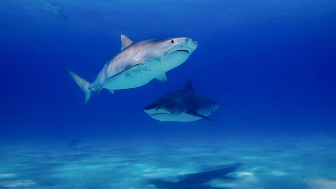 10 Amazing Facts About Sharks That Completely Change Their Reputation