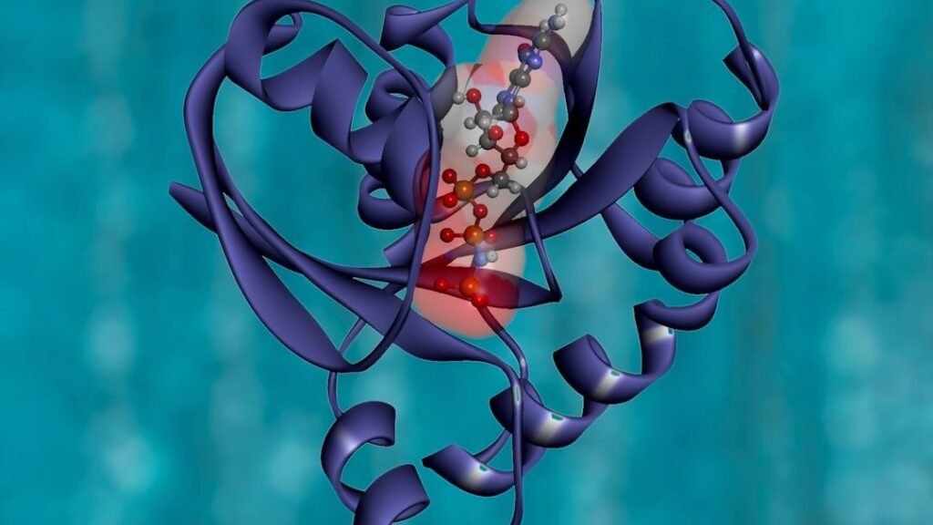 Scientists discover the nutrient that can supercharge cellular energy