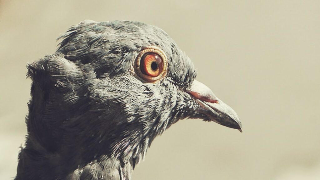 Friend or foul? Exploring the ancient bond between pigeons and people