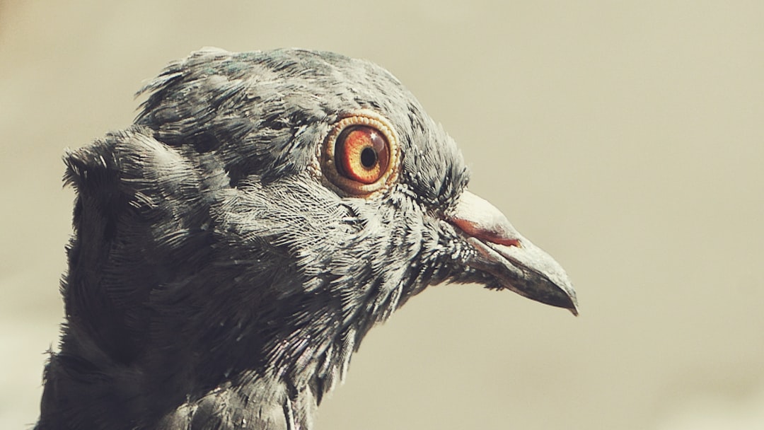 Friend or foul? Exploring the ancient bond between pigeons and people