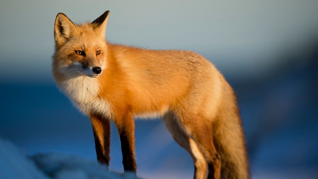 10 Amazing Facts About Foxes That Will Make You Appreciate Them More