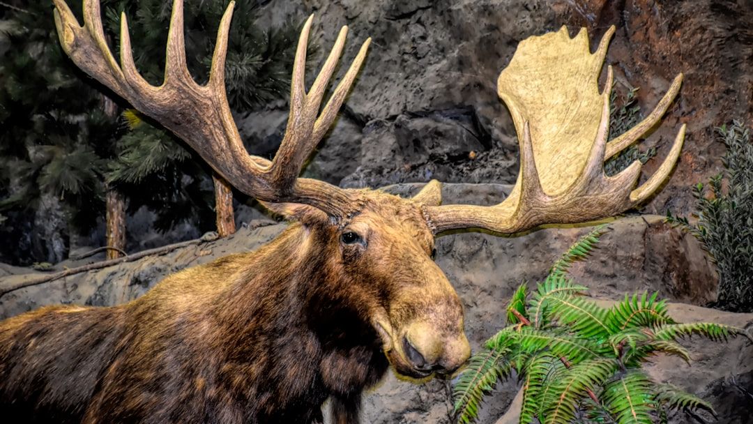12 Fascinating Facts About Moose That Make Them Even More Impressive