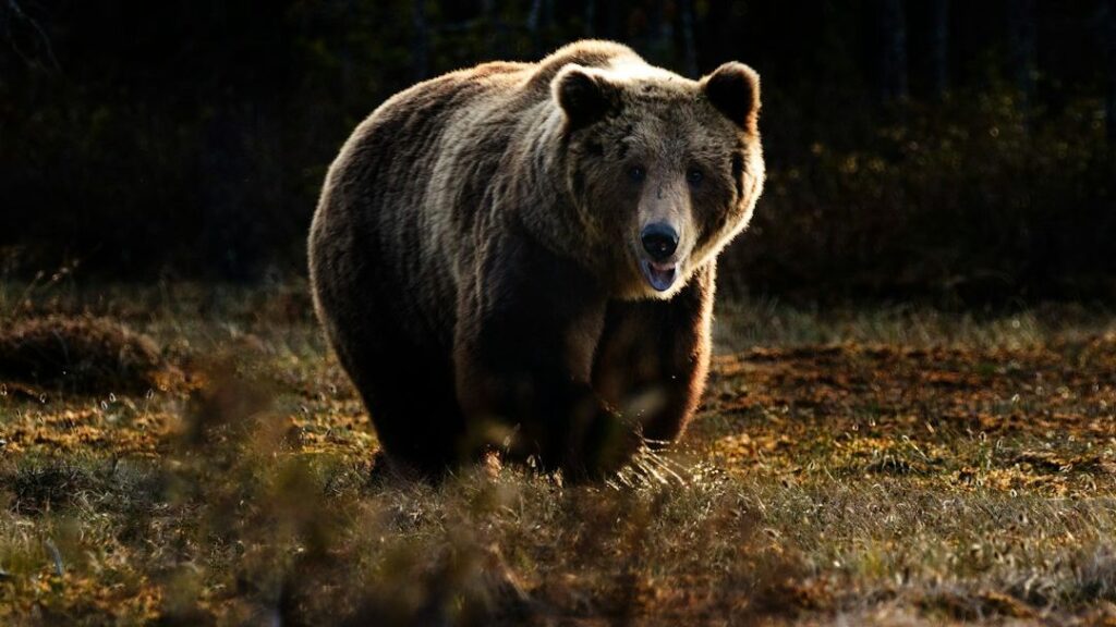 What To Do If a Grizzly Bear Charges You in Yellowstone National Park