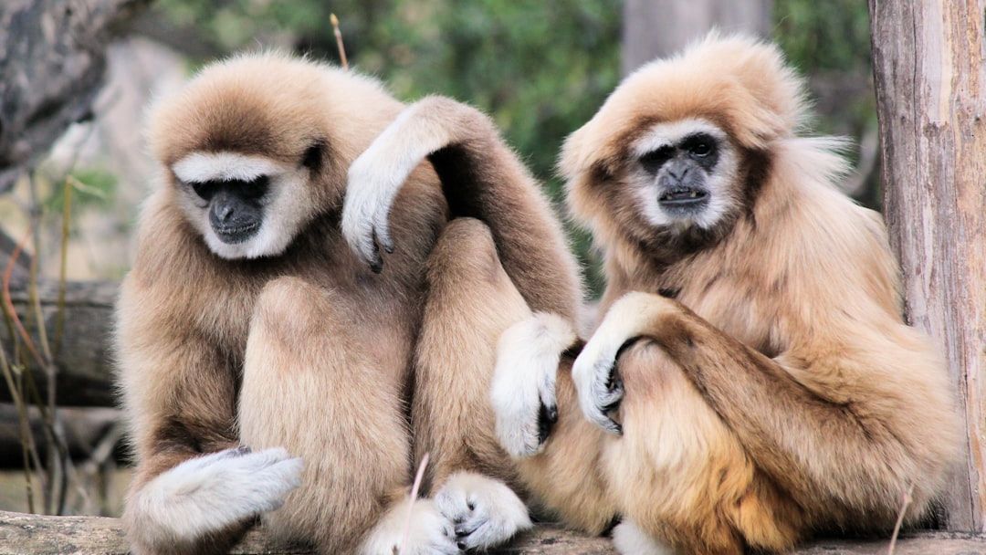 What drives the trafficking of gibbons? Conservationists shed light on demand