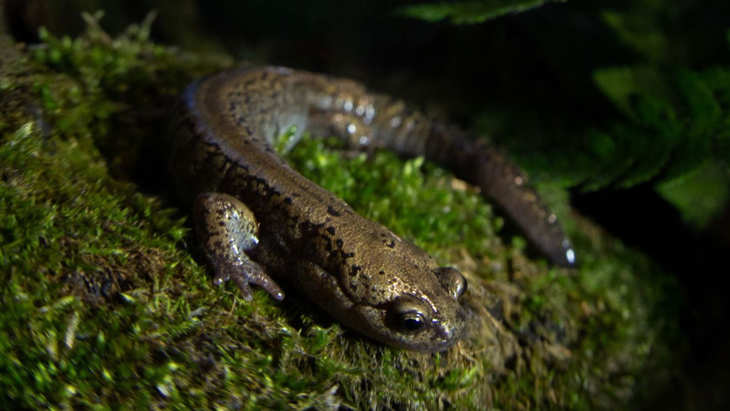 The Insane Survival Trick Of Siberian Salamanders