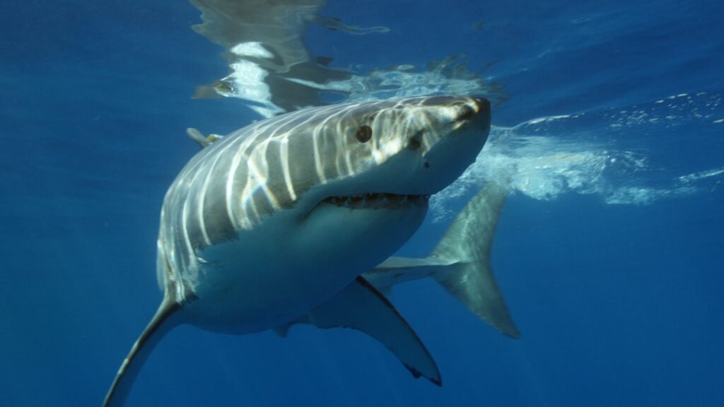 Sharks possess a terrifying "sixth sense" called electroreception