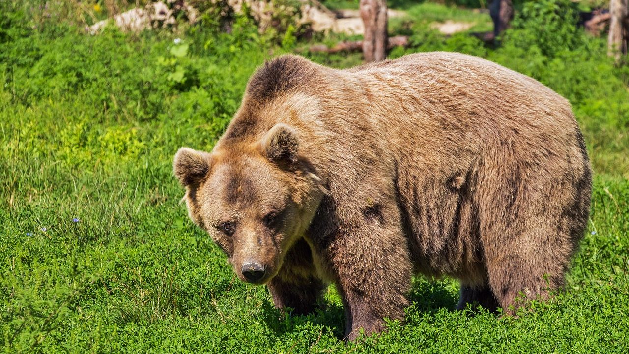 What to Do If You Encounter a Grizzly Bear on a Hiking Trail – Experts Say Most People Get It Wrong