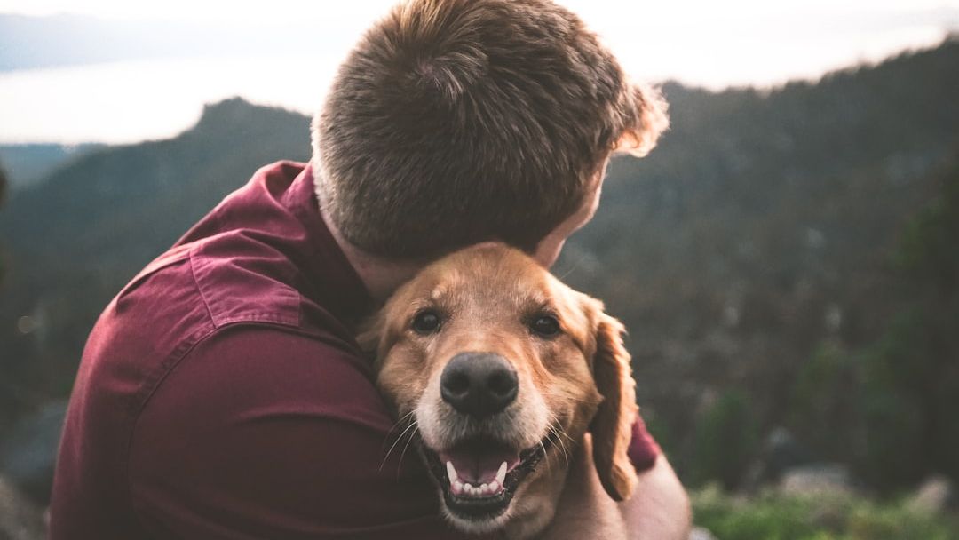 Psychology Says Dogs Become More Emotionally Attached as They Age Beside You