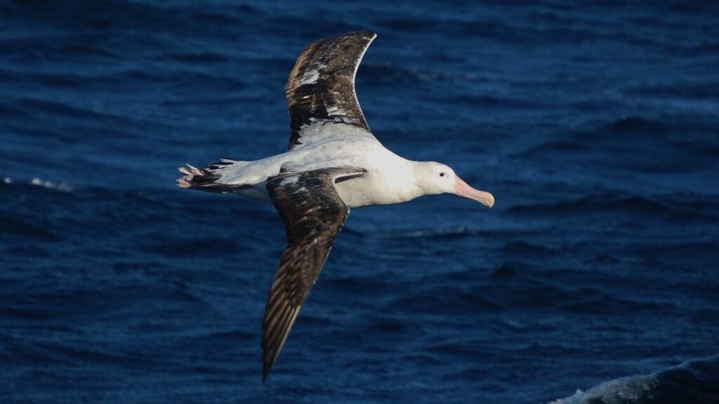 How Albatrosses Navigate Using The Infrasonic "voice of the sea"