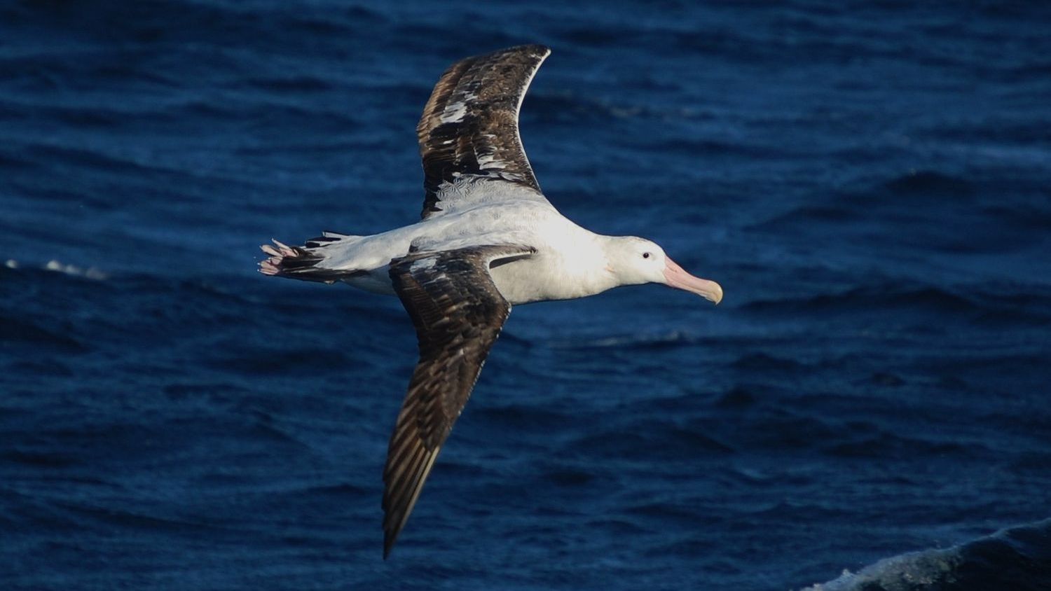 How Albatrosses Navigate Using The Infrasonic “voice of the sea”