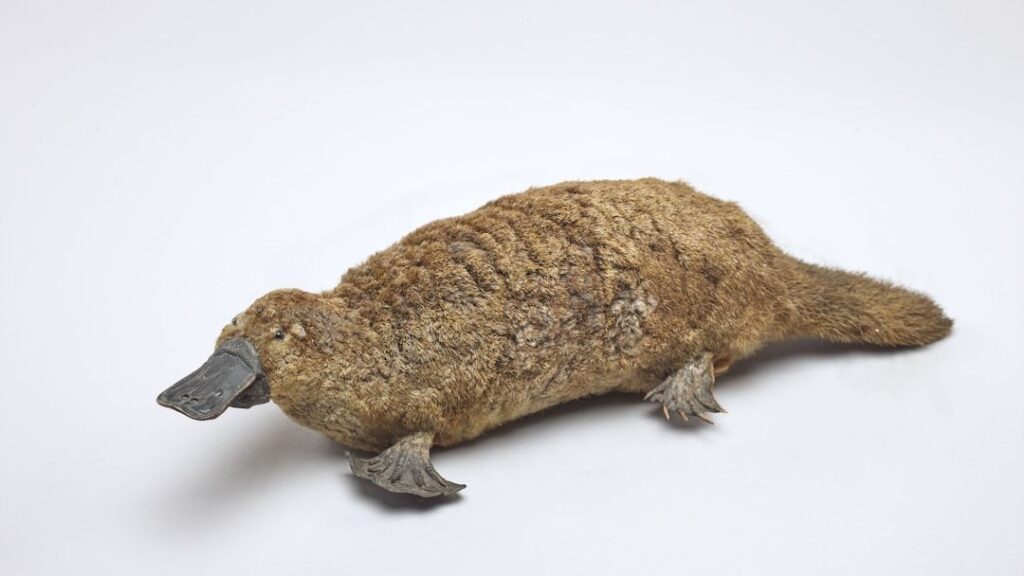 Platypus population expands to 20 in Australia's Royal National Park