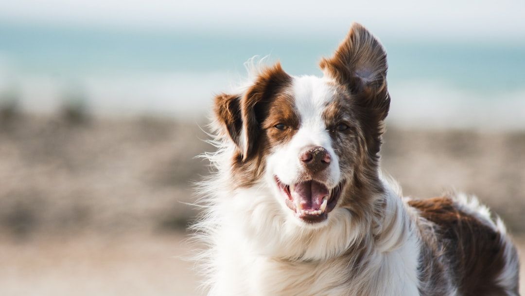 The Science Behind 10 Weird Dog Behaviors