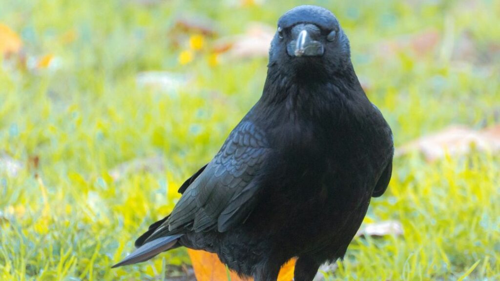 The Psychology Behind Why Crows Take Revenge