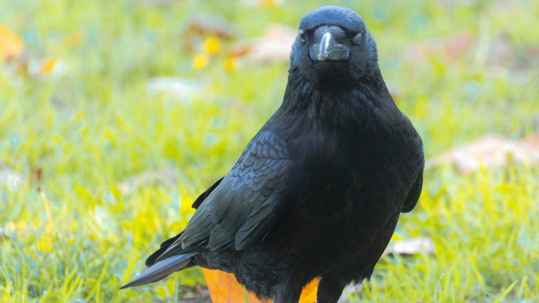 The Psychology Behind Why Crows Take Revenge