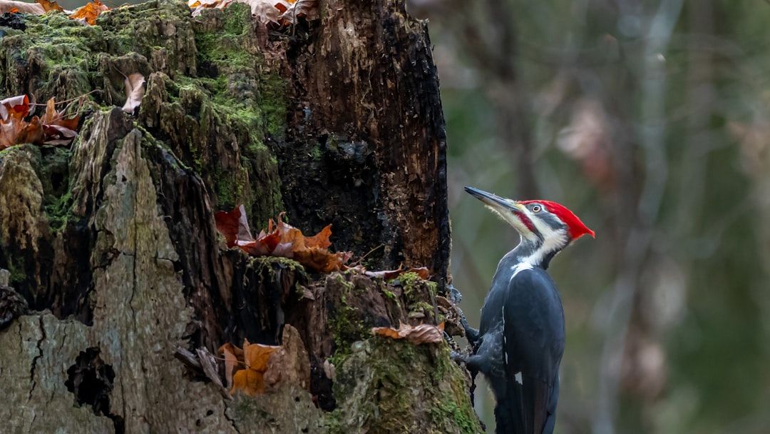 10 Incredible Facts About Woodpeckers That Explain Their Powerful Beaks