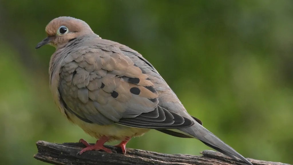 12 Amazing Facts About Mourning Doves That Reveal Their Secret Lives