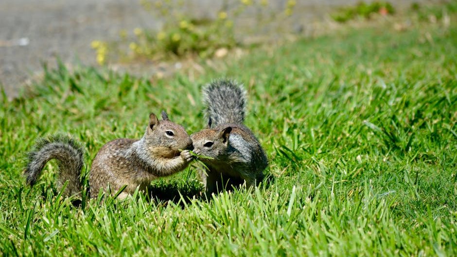 How To Tell a Territorial Squirrel from a Social One