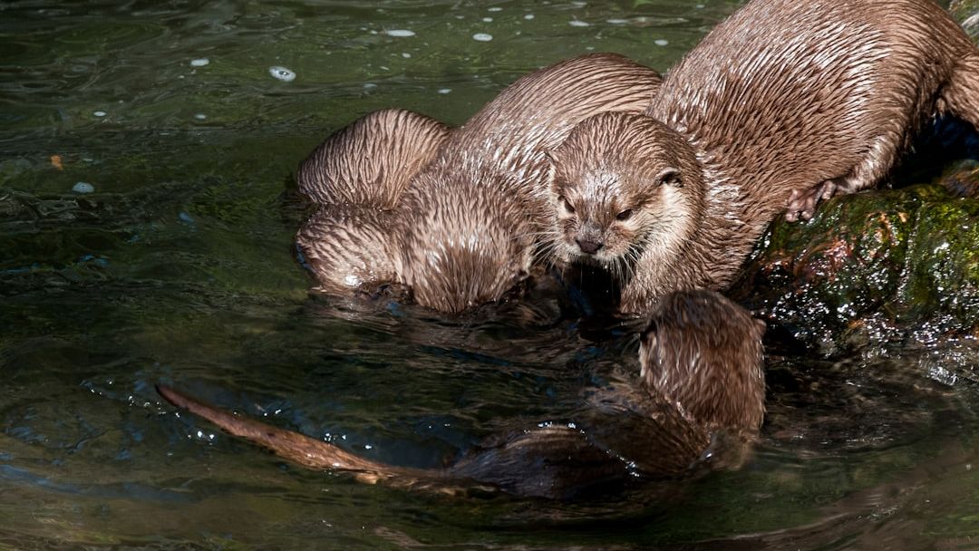 After Being Hunted To Extinction, Otters Are Now Healing Rivers