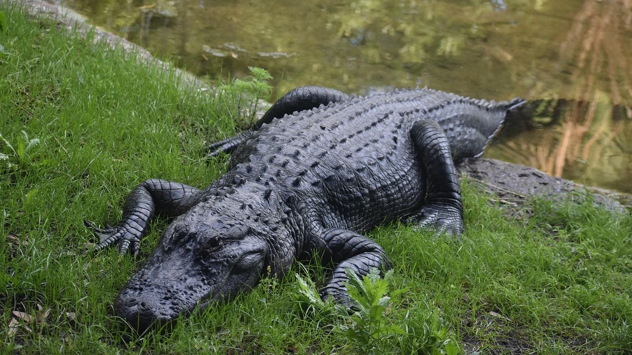 13 Everyday Objects Found in Alligators Caught in Florida Swamps