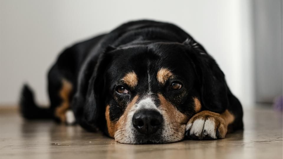 Scientists Just Discovered What Your Dog Is Actually Thinking When You Leave the House