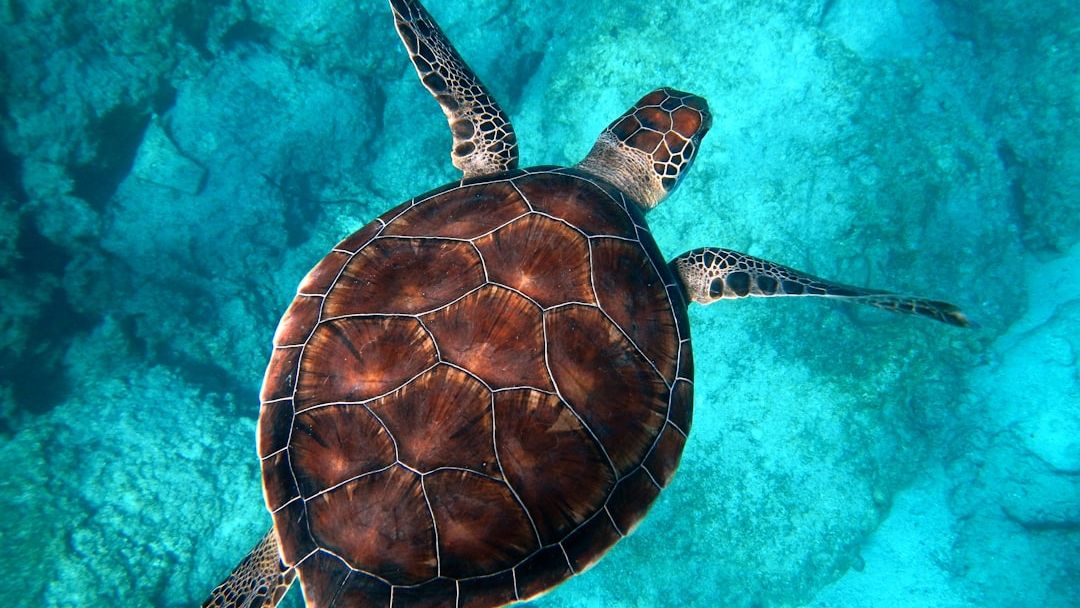 What Sea Creature Are You According to Your Zodiac Sign