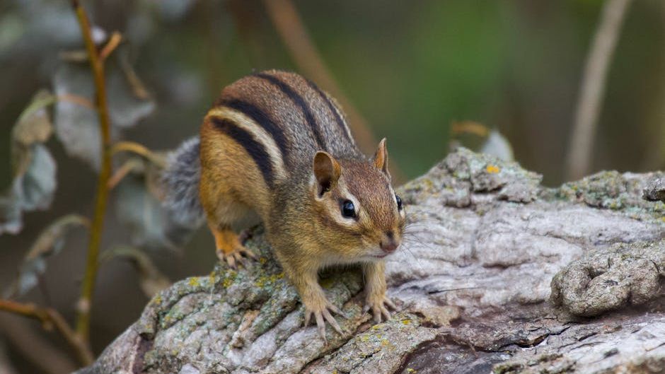 12 Surprising Facts About Chipmunks That Will Change How You See Them
