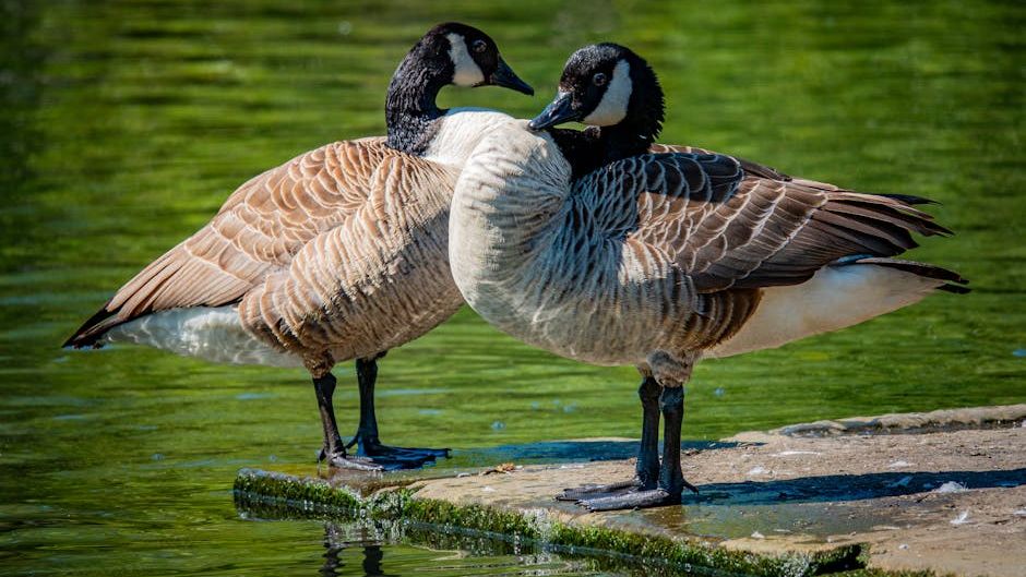 11 Amazing Facts About Geese That Reveal Their Unexpected Intelligence