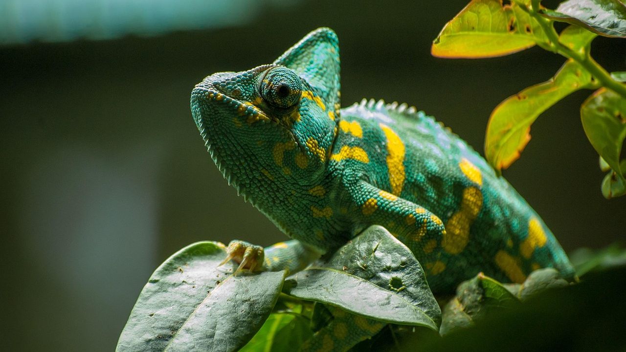 11 Strange Facts About Chameleons That Scientists Still Study Today