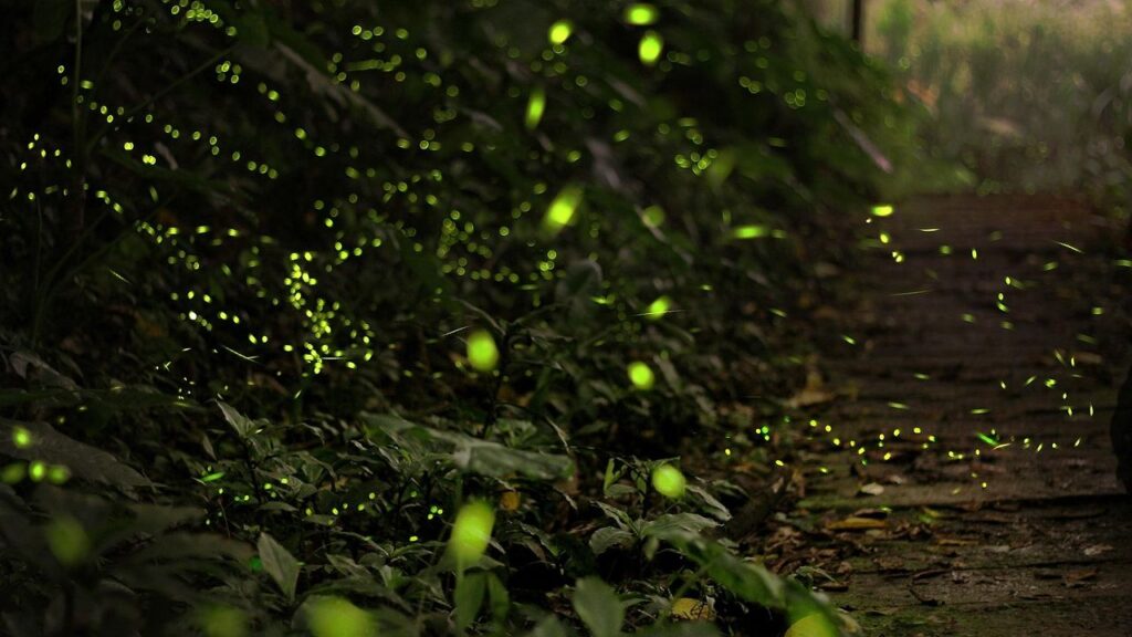 10 Fascinating Facts About Fireflies That Make Summer Nights Feel Magical