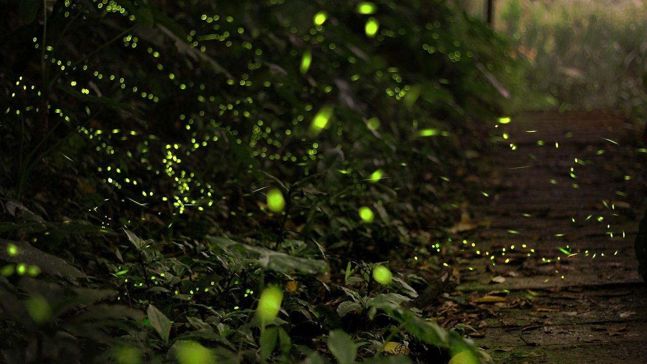 10 Fascinating Facts About Fireflies That Make Summer Nights Feel Magical