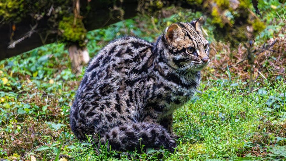 What Type of Wild Cat Matches Your Zodiac Sign’s Energy?
