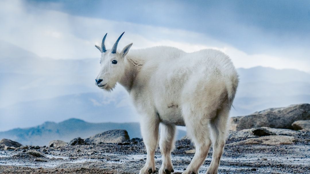 Which North American Animal Represents Your Zodiac Sign Best