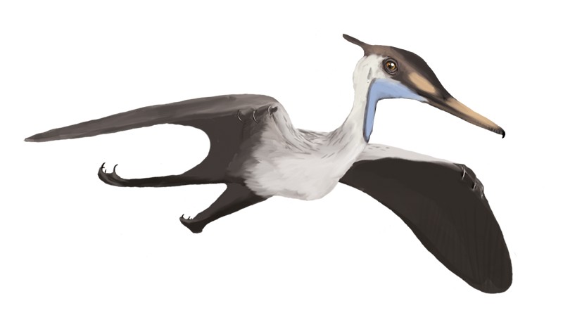9 Reasons Aerodactylus Was Perfectly Built for Prehistoric Skies