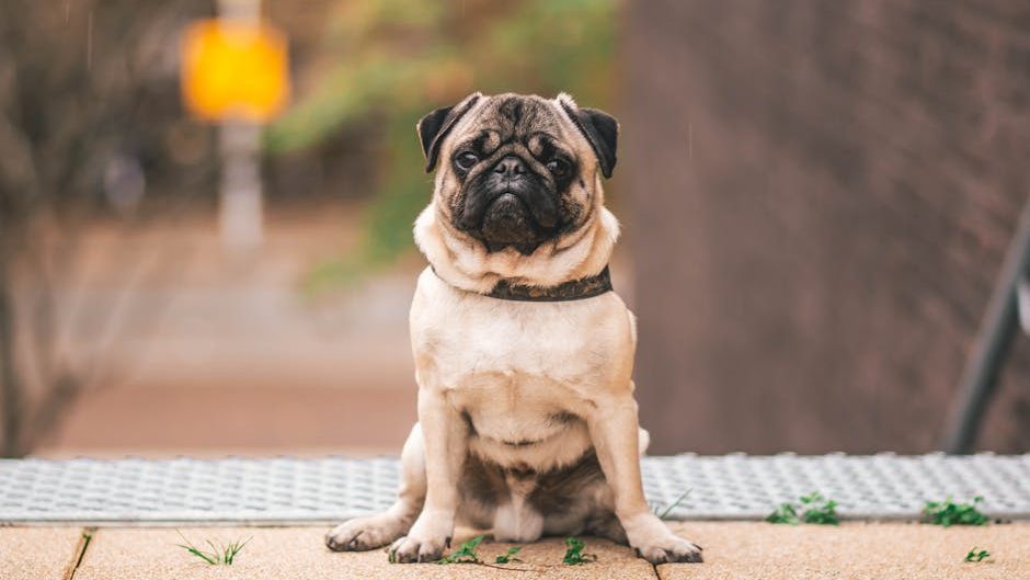 12 Low-Expense Dog Breeds That Fit Comfortably Into a Retirement Budget