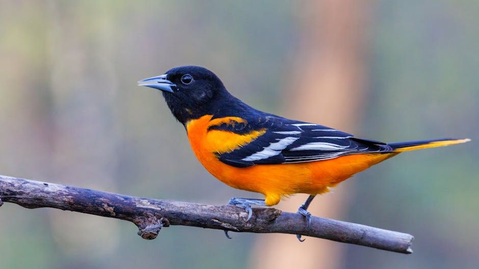 10 Amazing Facts About Baltimore Orioles That Make Them Backyard Favorites
