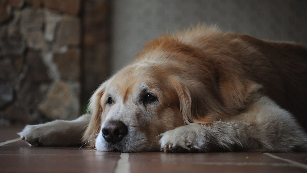 10 Senior-Friendly Dog Breeds That Won’t Drain Your Finances With Constant Care