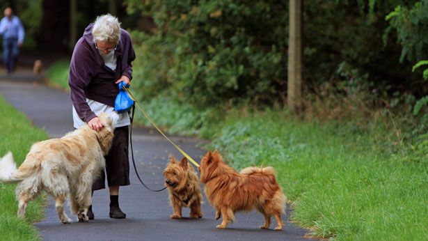 10 Dog Breeds That Help Retirees Feel Young Again Around Their Grandchildren