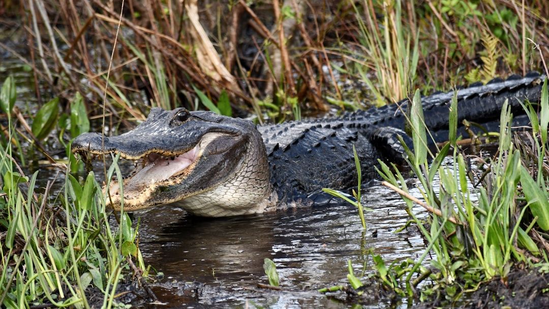 14 Disturbing Things Found Inside Alligators in Louisiana Swamps This Year