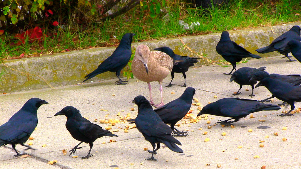 The Real Reason Crows Hold Funerals for Their Dead (Scientists Just Figured It Out)