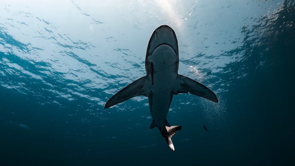 14 Things Found Inside Sharks Caught Off the Coast of Florida This Year
