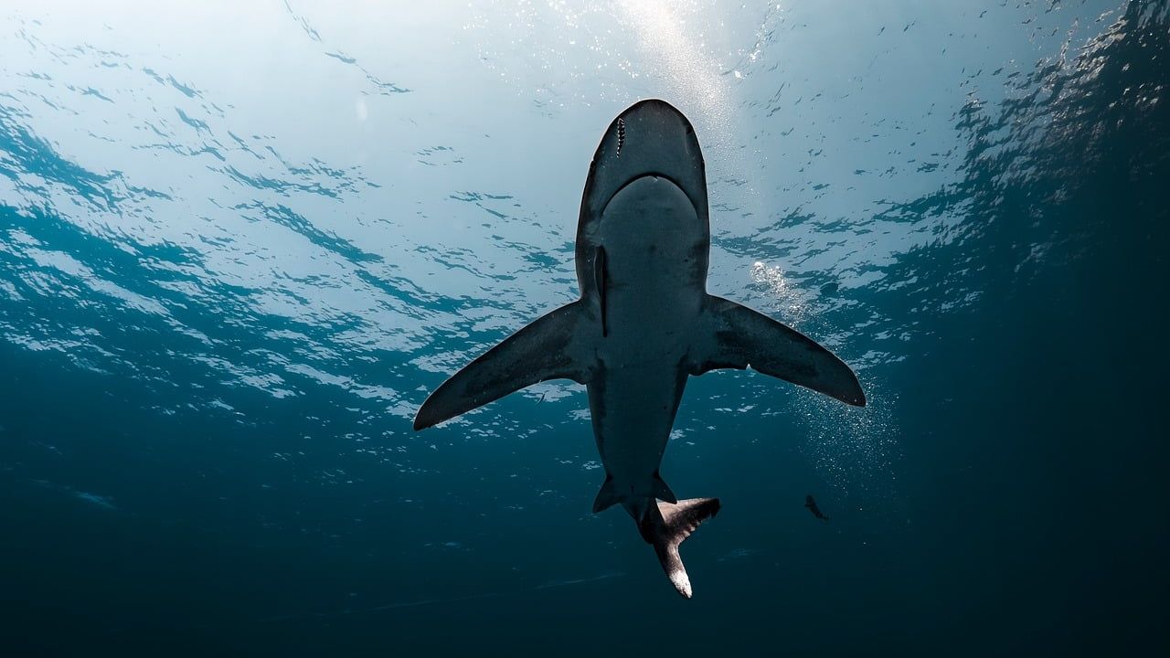 14 Things Found Inside Sharks Caught Off the Coast of Florida This Year